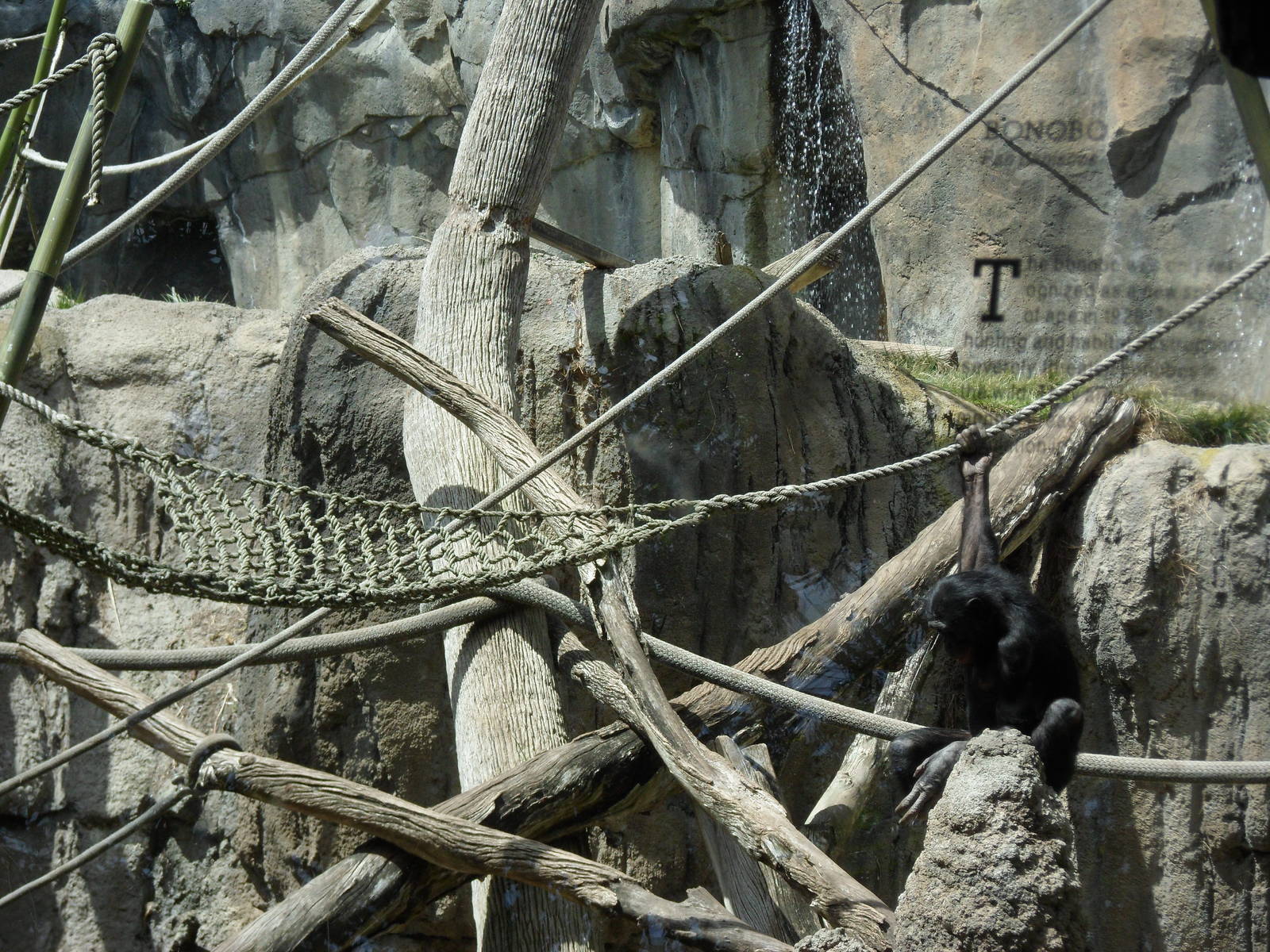 Bonobo Exhibit