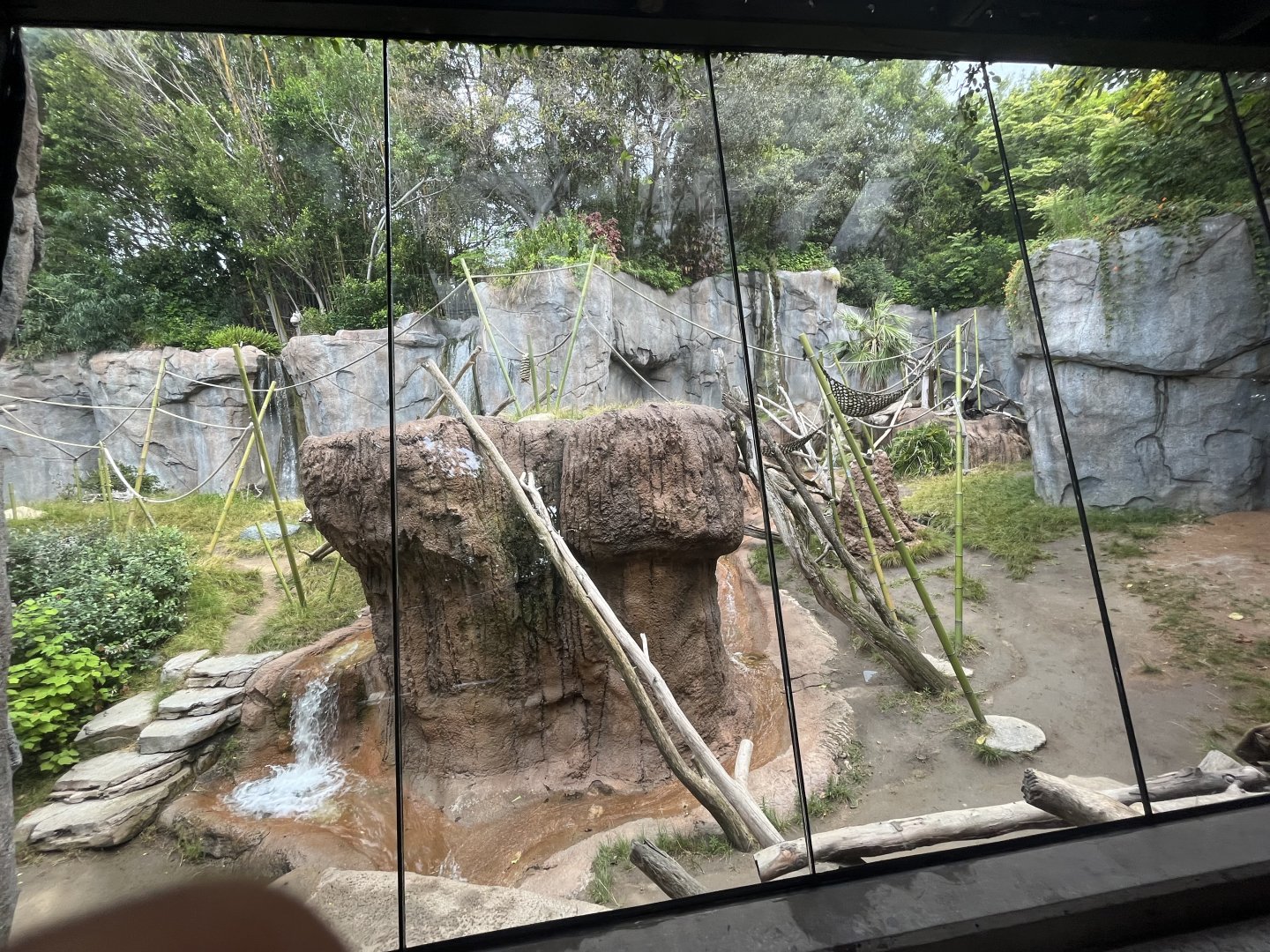 Bonobo Exhibit