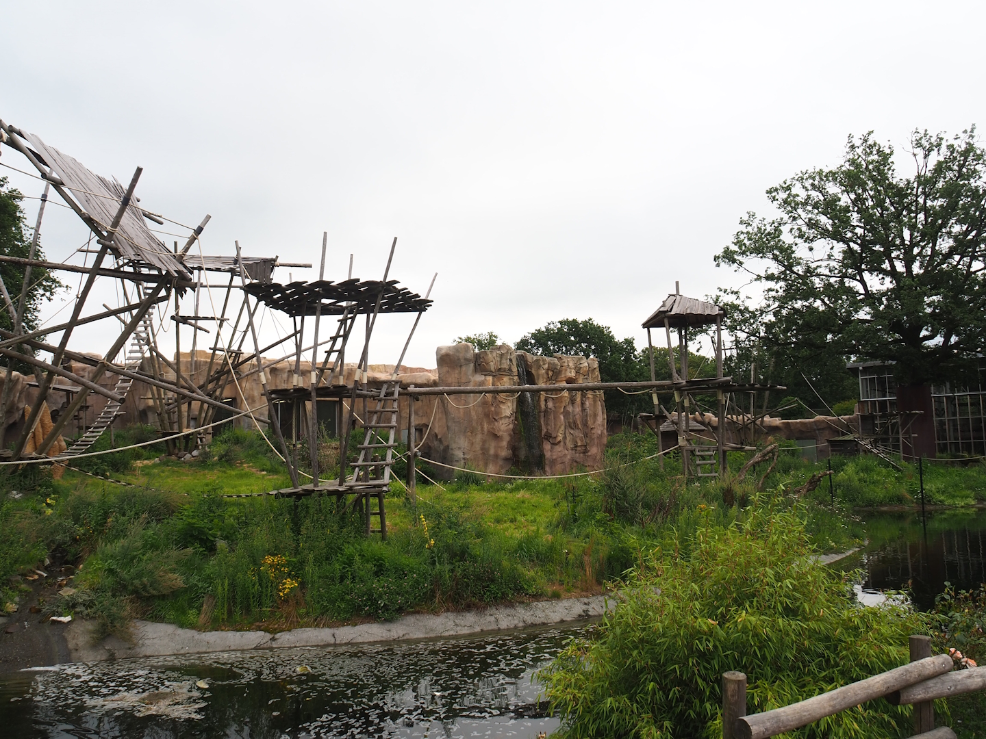 Bonobo exhibits, 2023-08-17