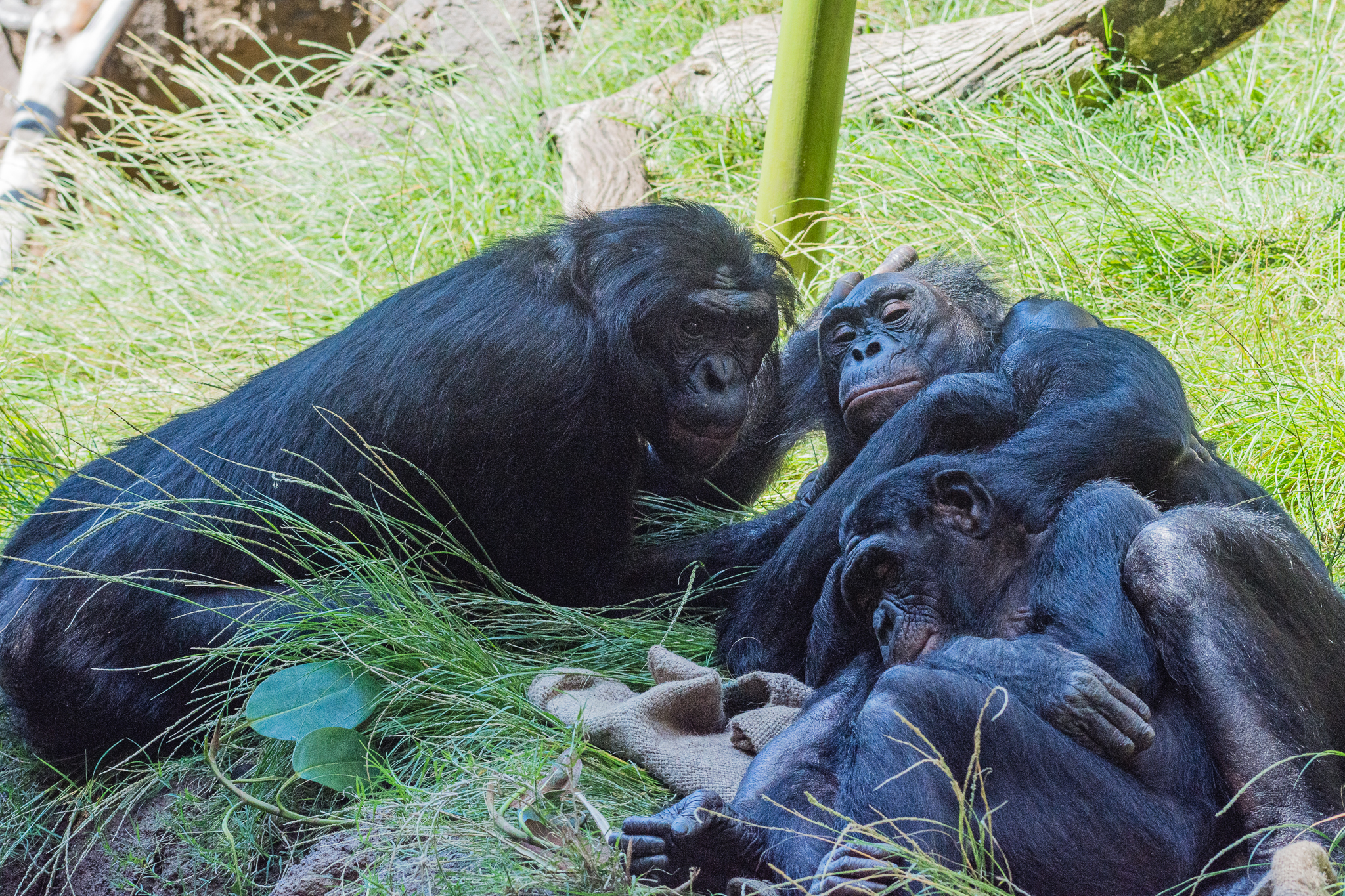 Bonobo family. Vic, Lisa, and Belle