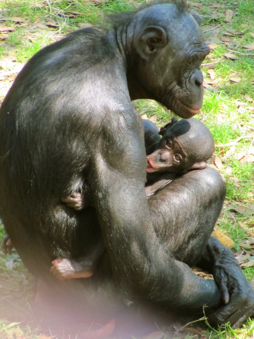 Bonobo Female & Baby