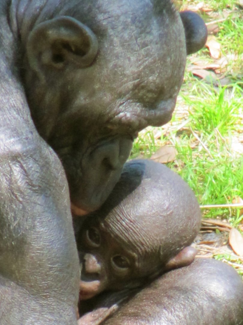 Bonobo Female & Baby