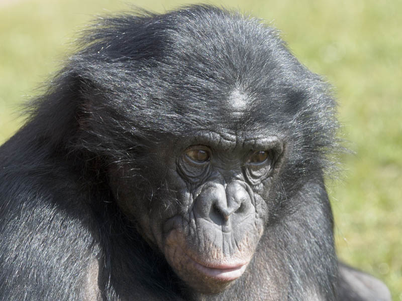 Bonobo female