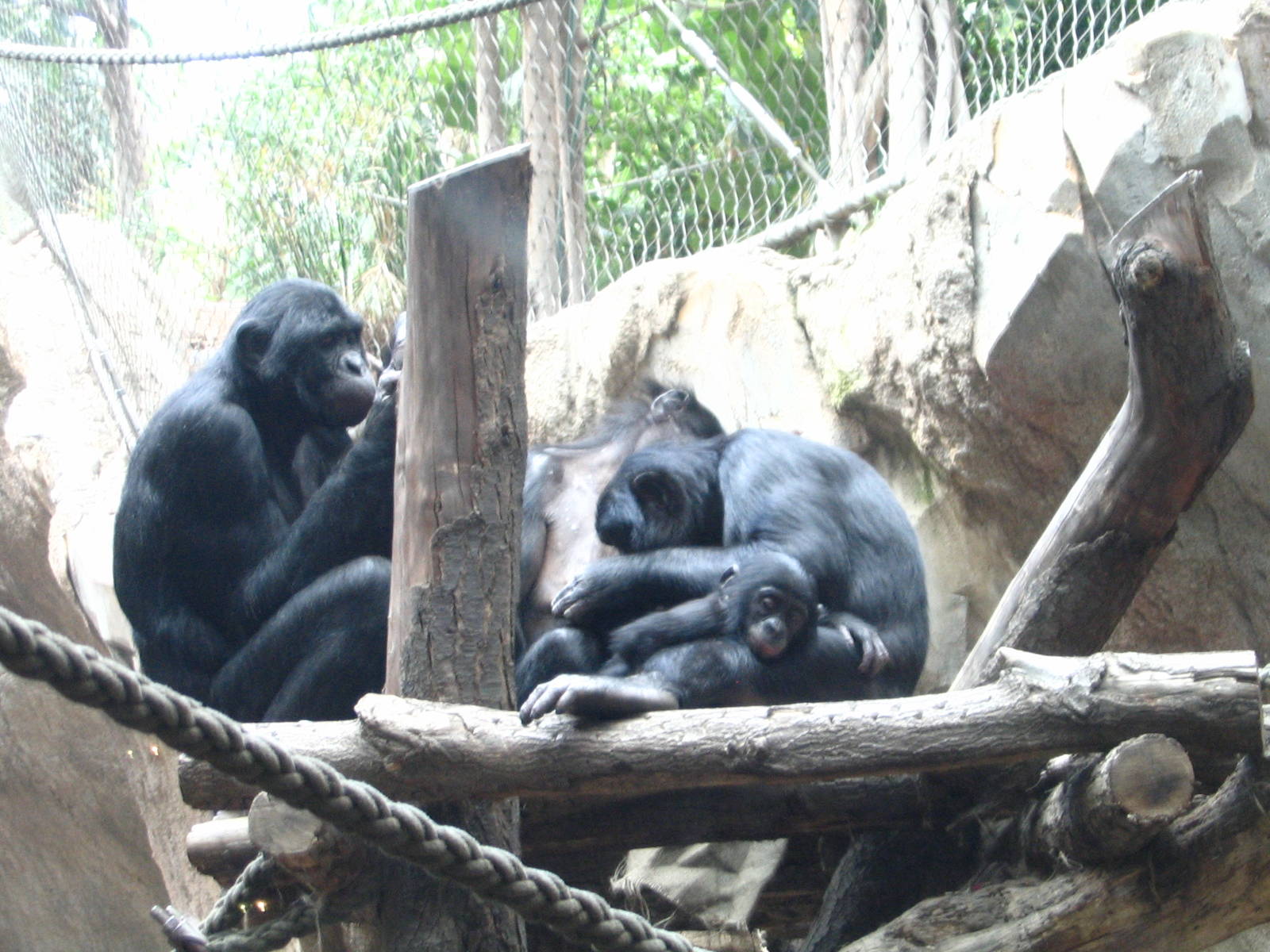 Bonobo group