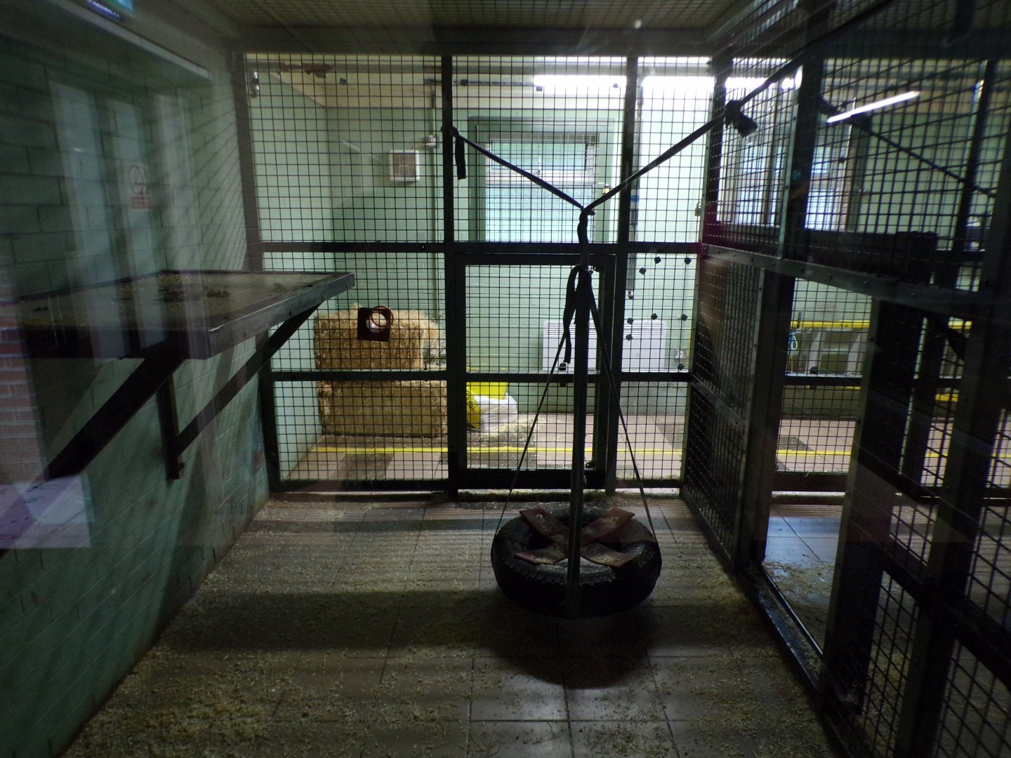 Bonobo holding cage 7.7.24