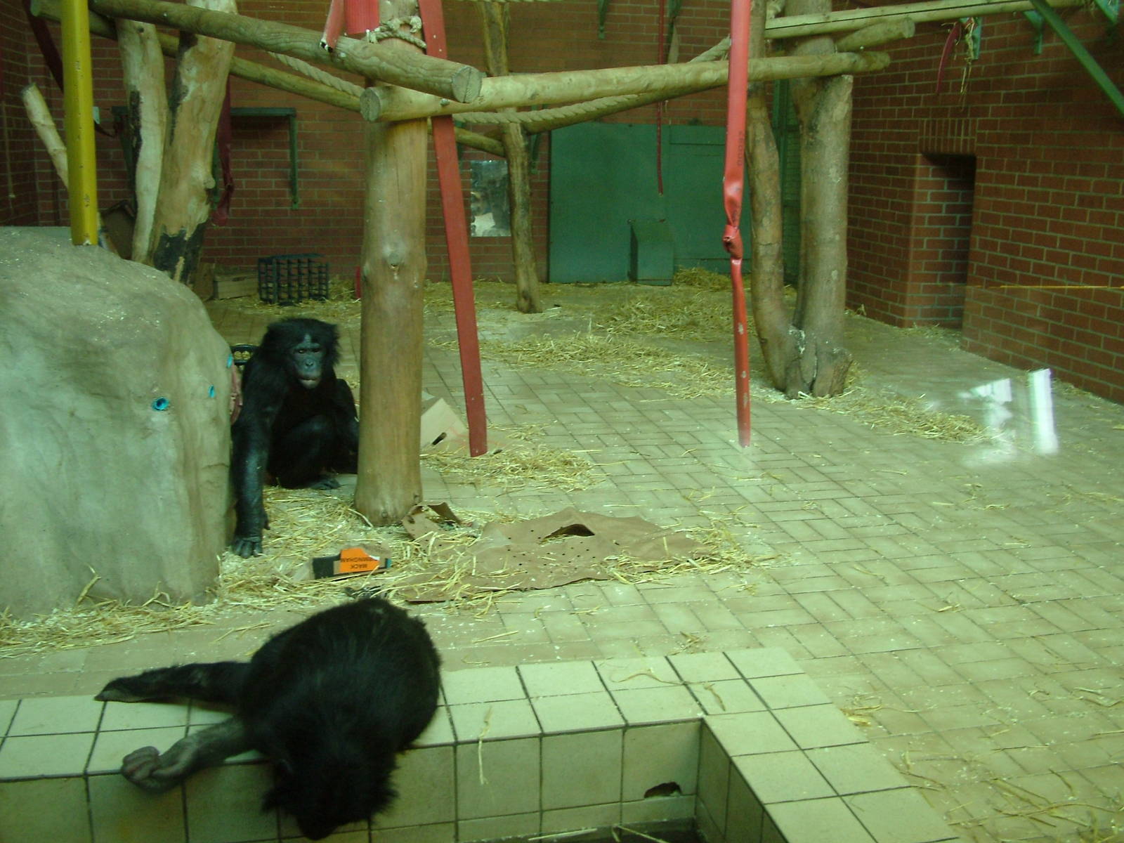 Bonobo house at Twycross Nov 08