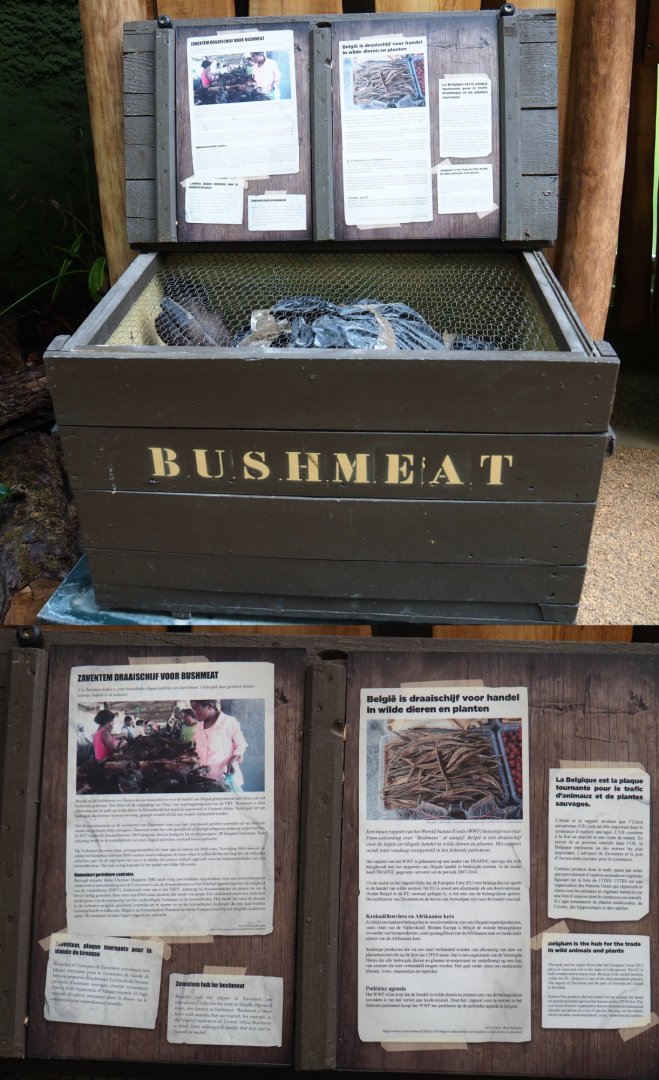 Bonobo house ranger post - Display on illegal bushmeat trade, 2020-06-12