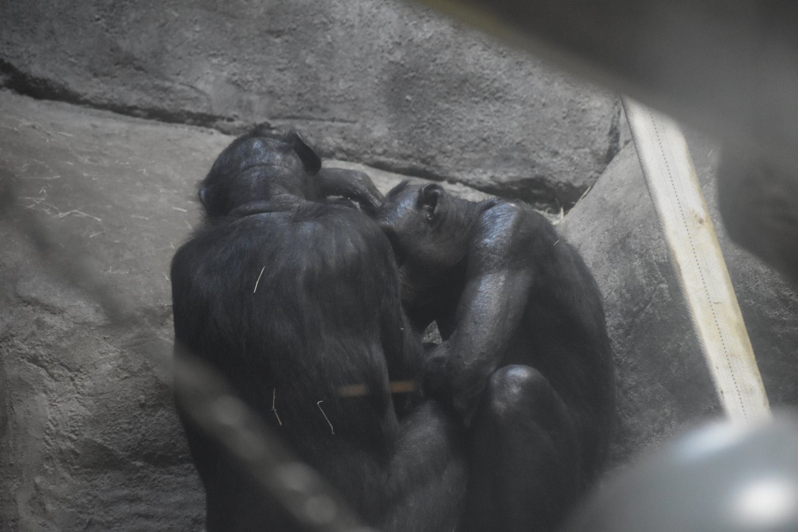 Bonobo Huddle