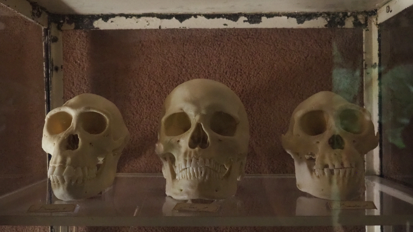 Bonobo, human and chimpanzee skulls, 2020-07-21