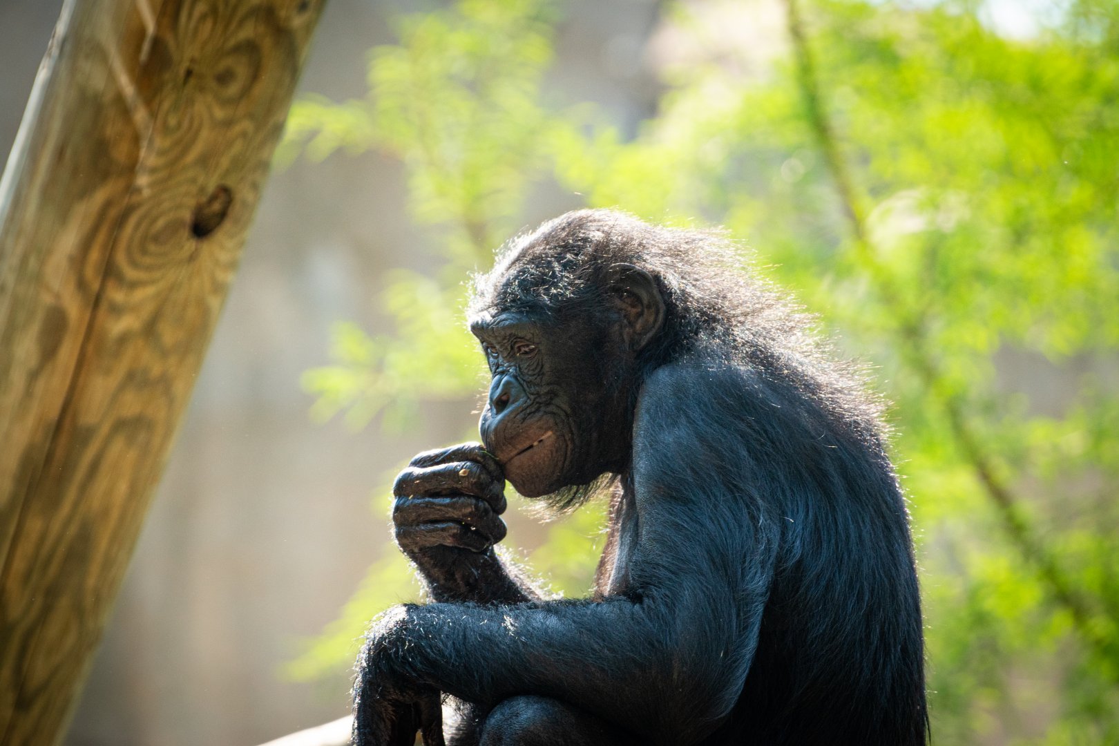 Bonobo in Thought