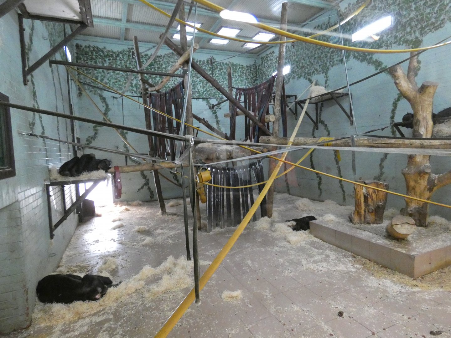 Bonobo indoor enclosure (2)