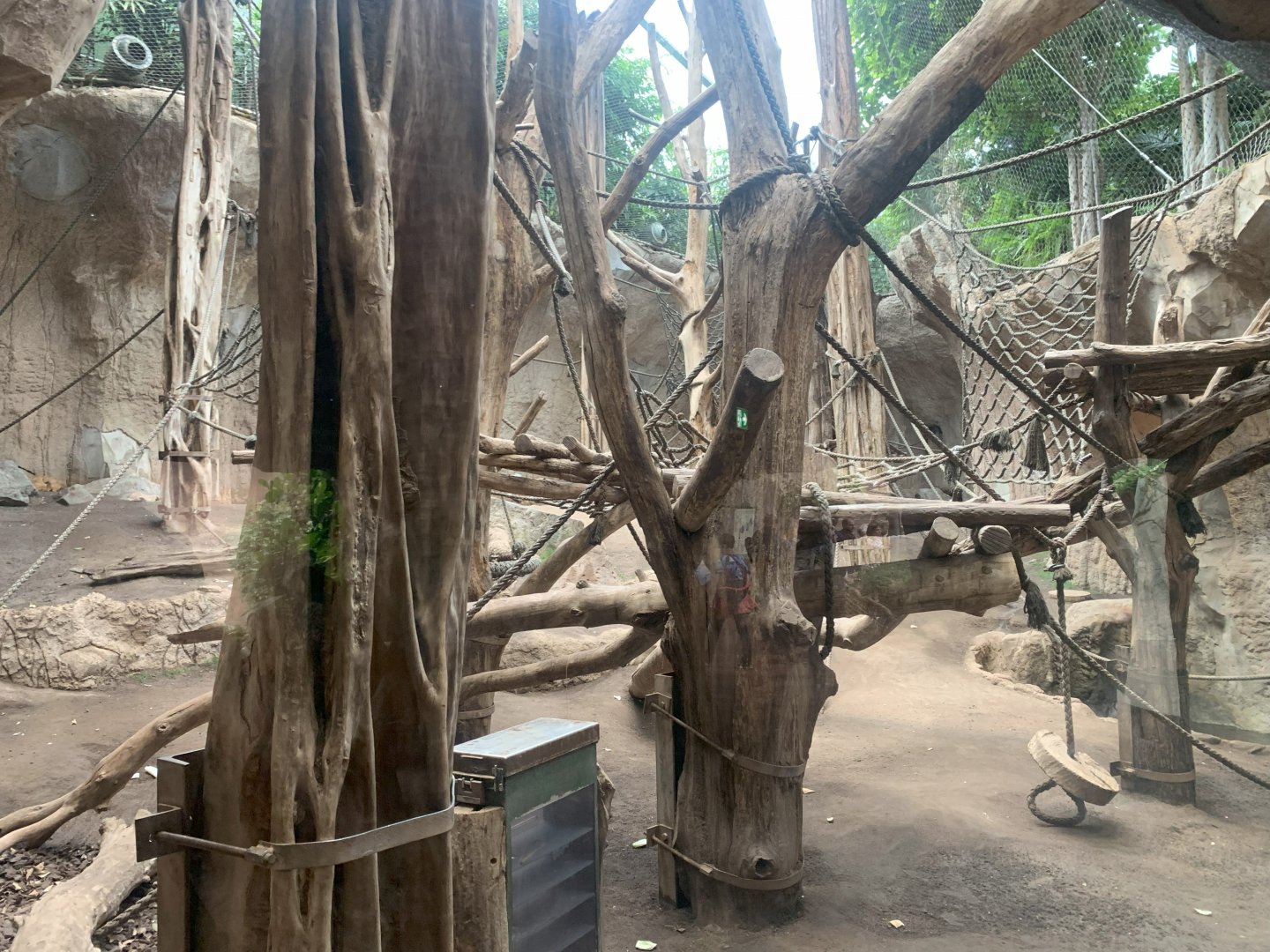 Bonobo indoor enclosure - Pongoland