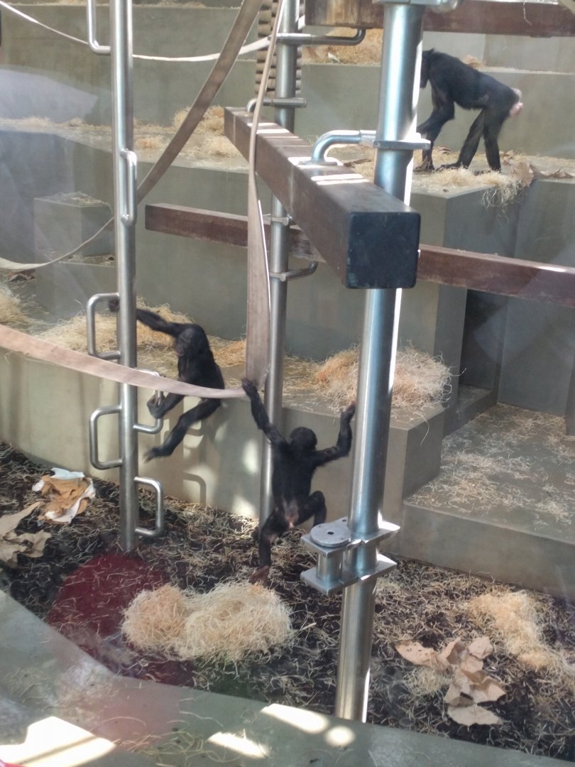 Bonobo Indoor Enclosure