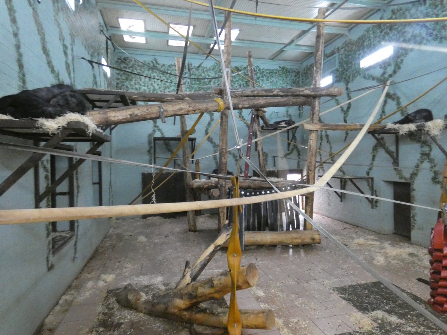 Bonobo indoor enclosure