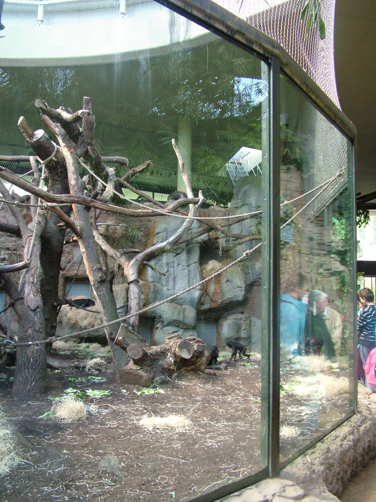 Bonobo Indoor Exhibit at Frankfurt 31/08/10