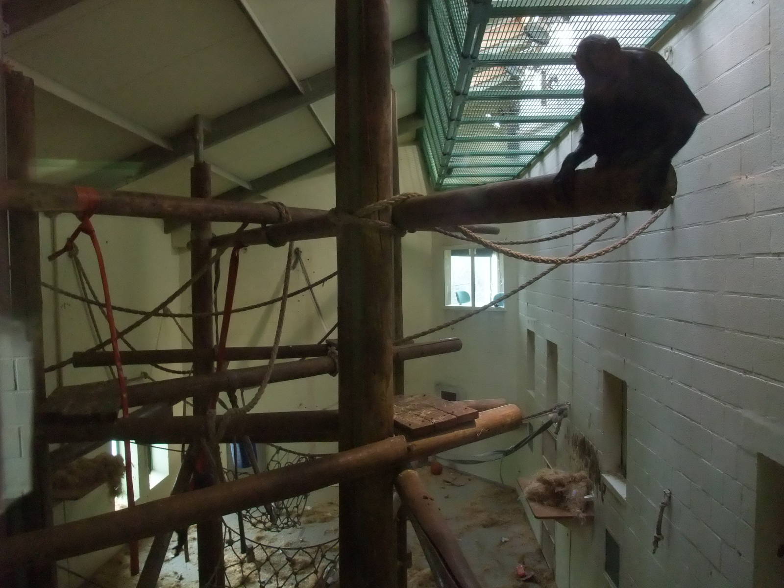 Bonobo indoor exhibit at Planckendael Jan 09