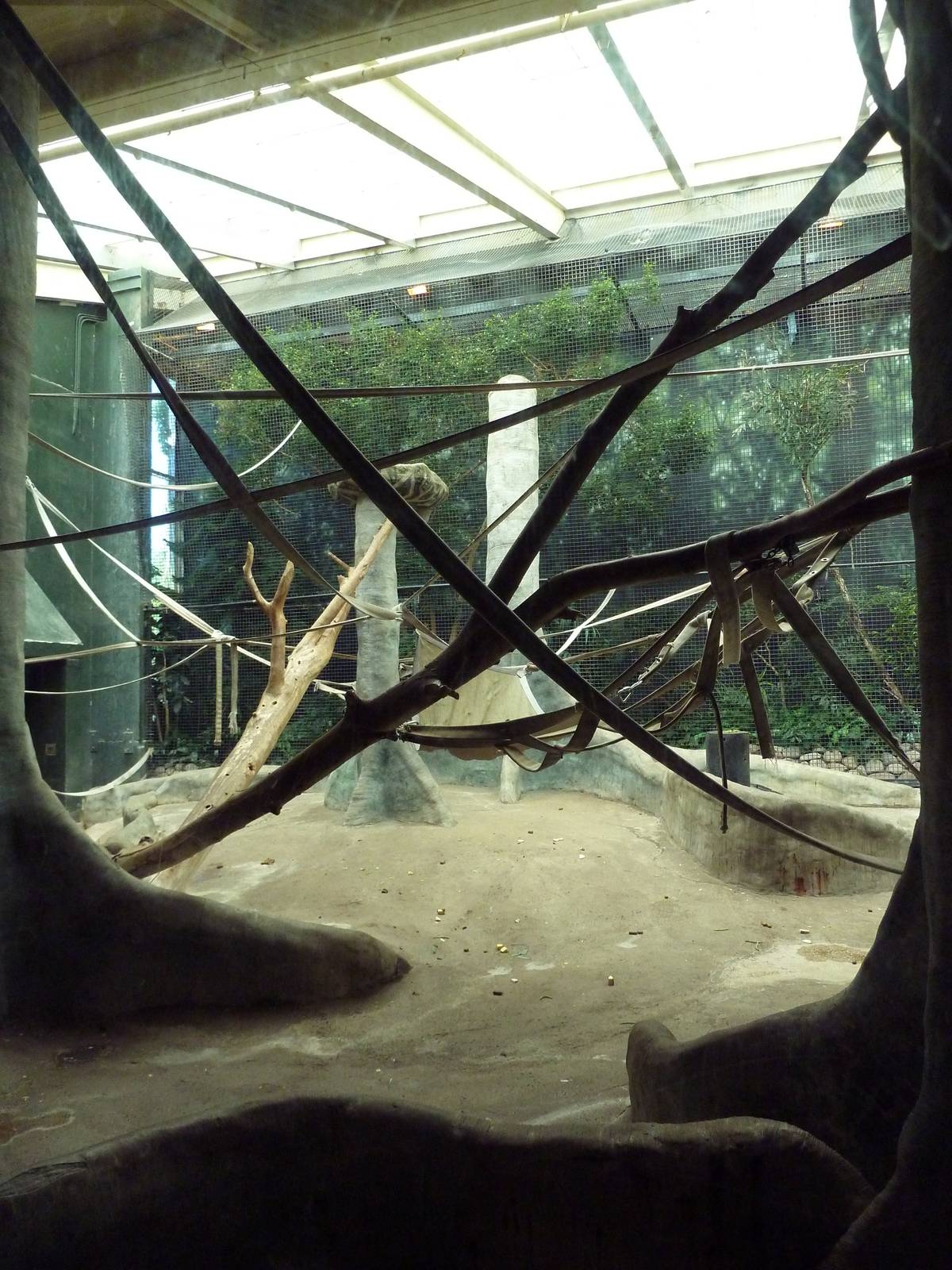 Bonobo Indoor Exhibit