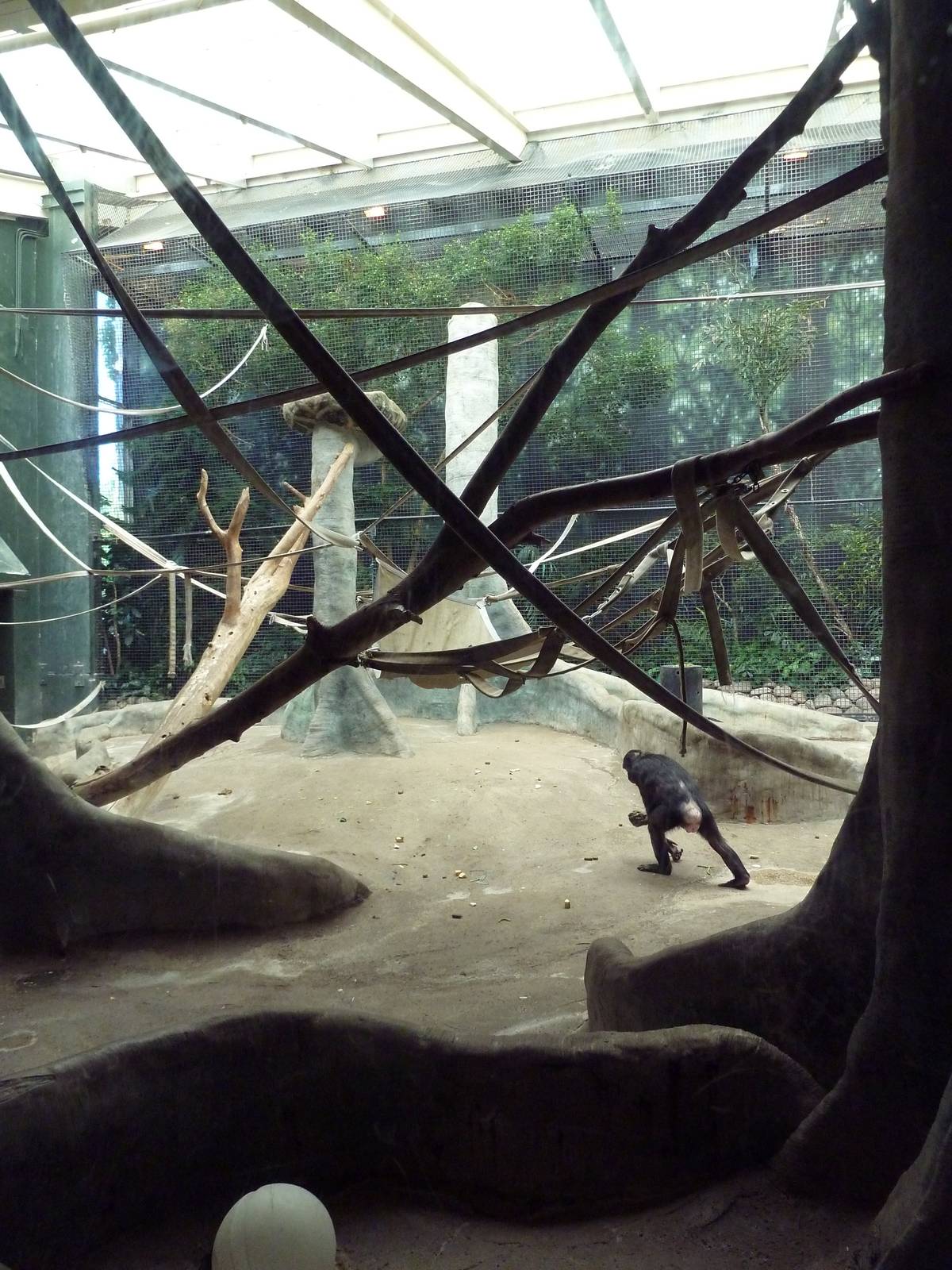 Bonobo Indoor Exhibit