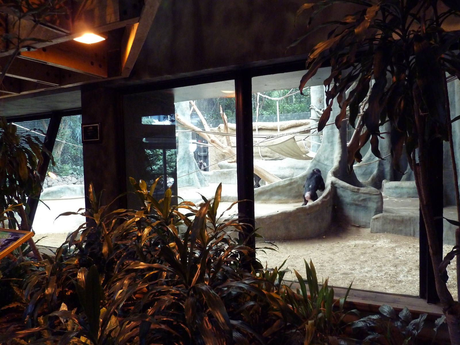 Bonobo Indoor Exhibit