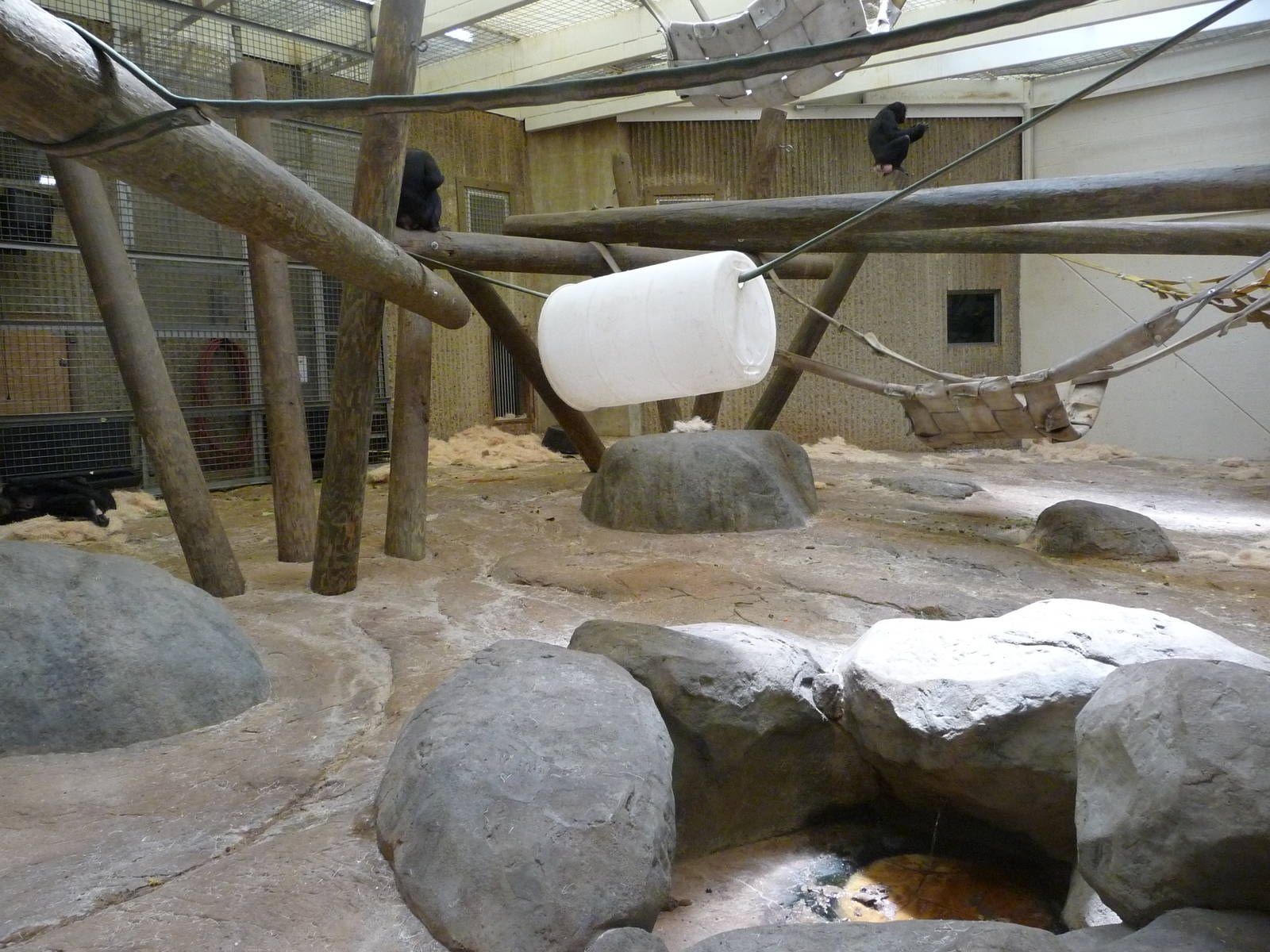 Bonobo Indoor Exhibit