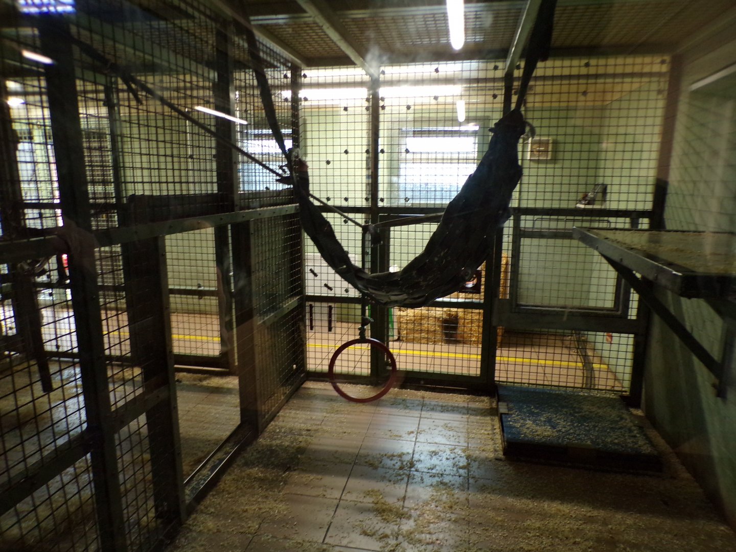 Bonobo indoor holding areas 7.7.24