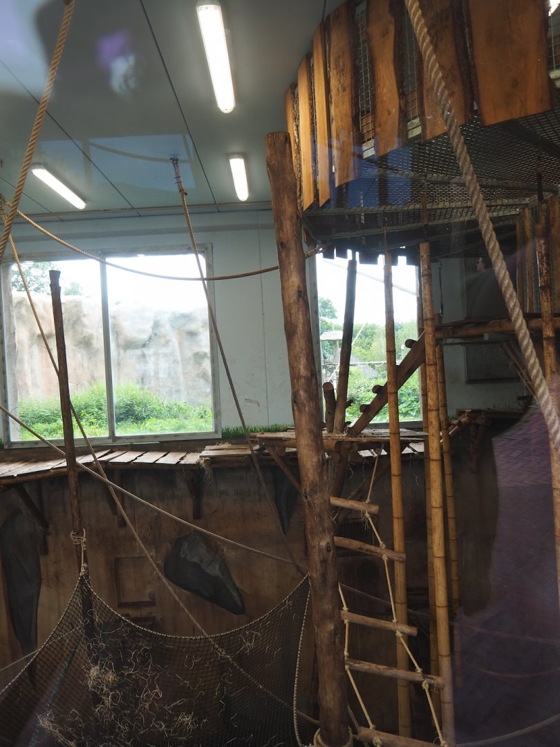 Bonobo indoor housing, 2023-08-17