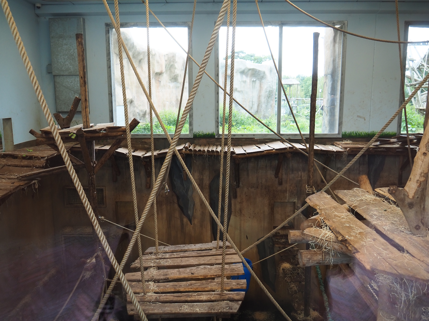 Bonobo indoor housing, 2023-08-17