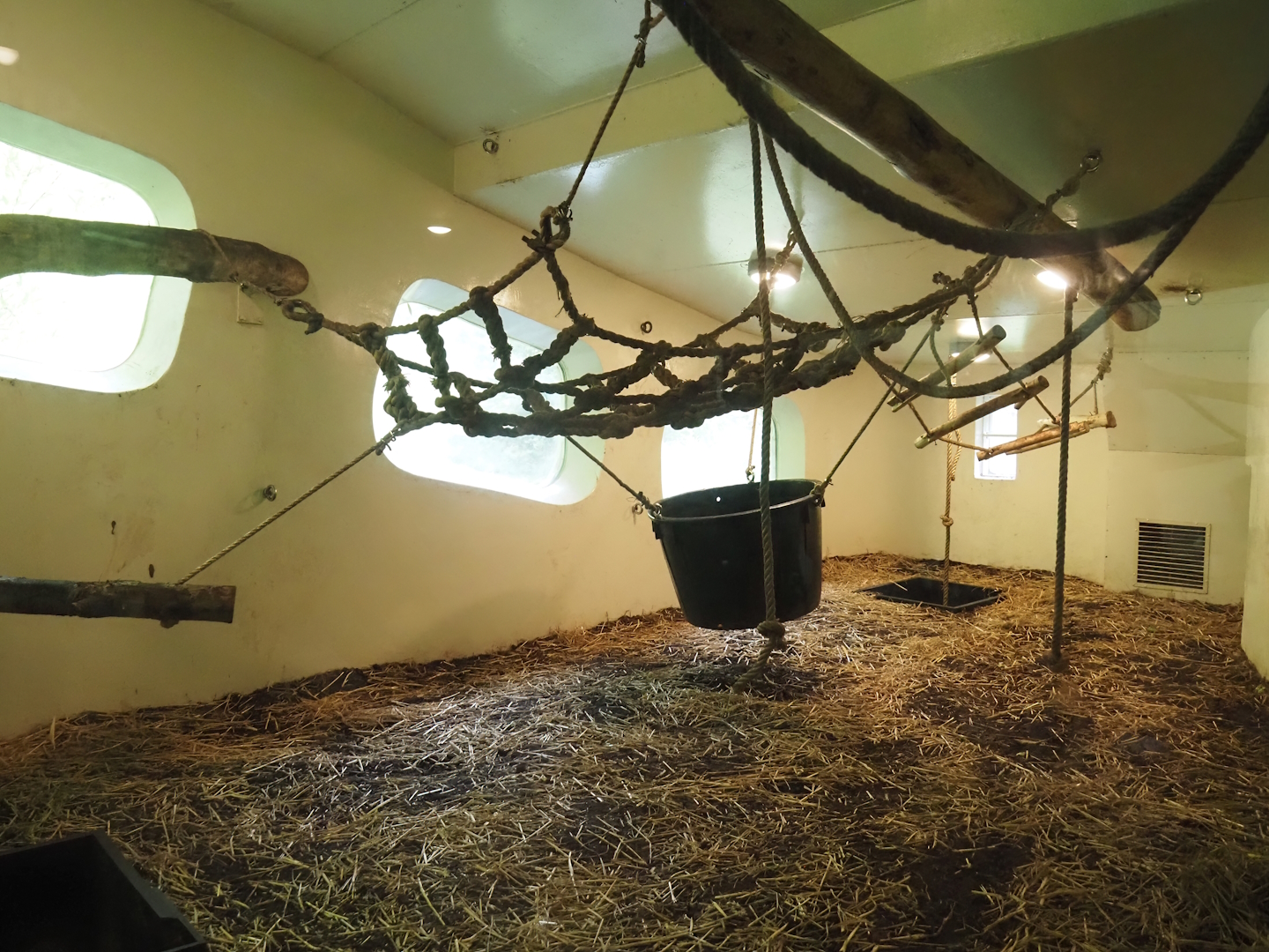 Bonobo indoor housing, 2024-08-18