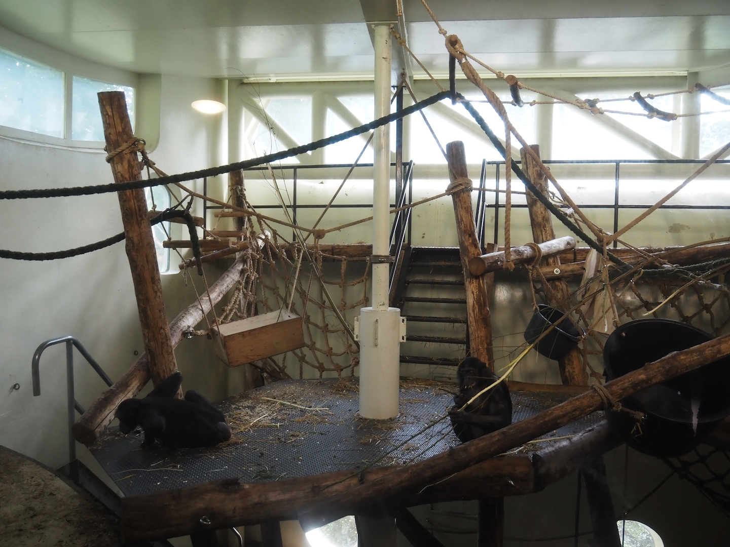 Bonobo indoor housing, 2024-08-18