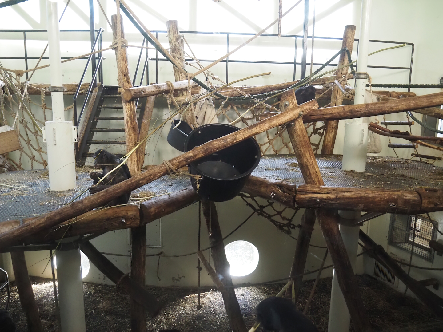 Bonobo indoor housing, 2024-08-18