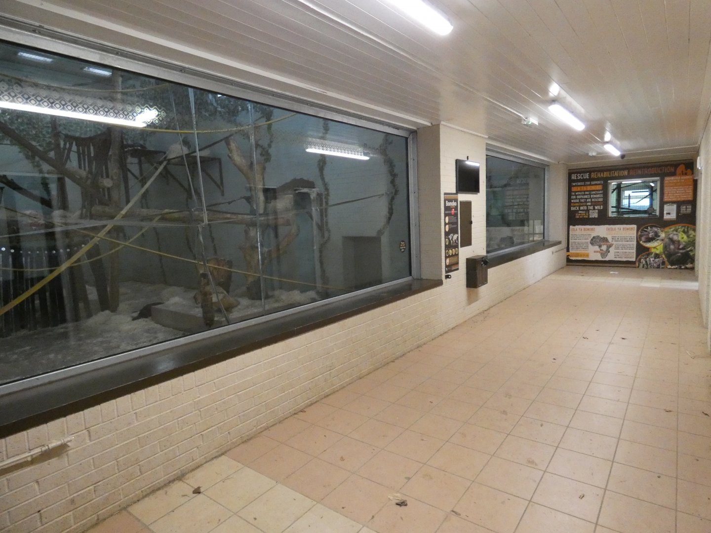 Bonobo indoor viewing area