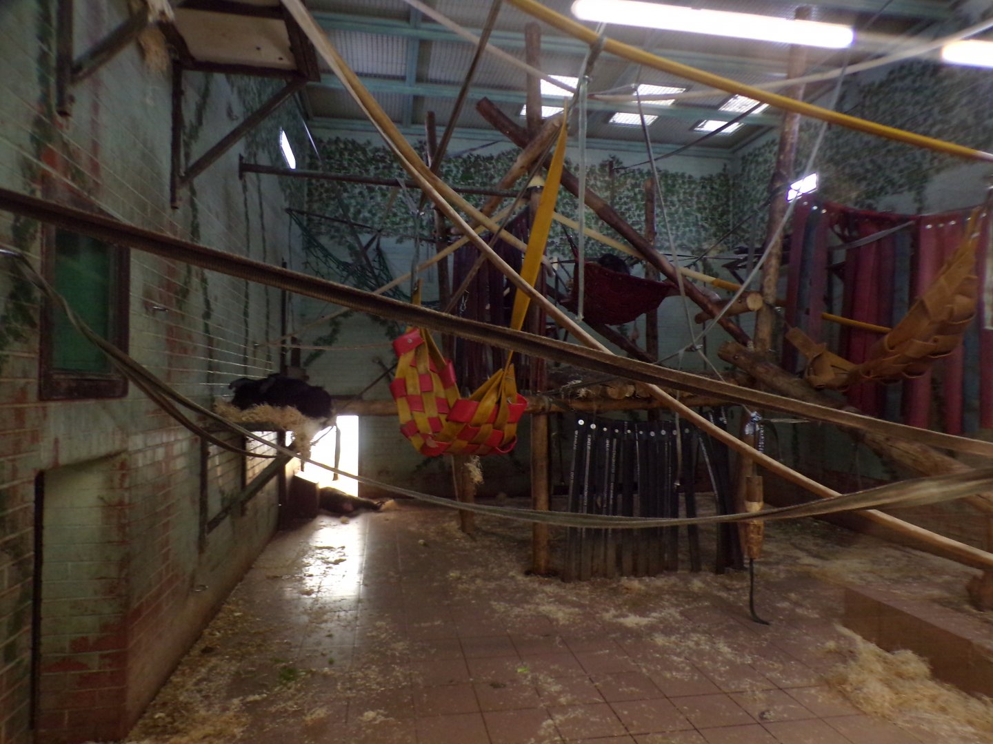 Bonobo indoors 7.7.24