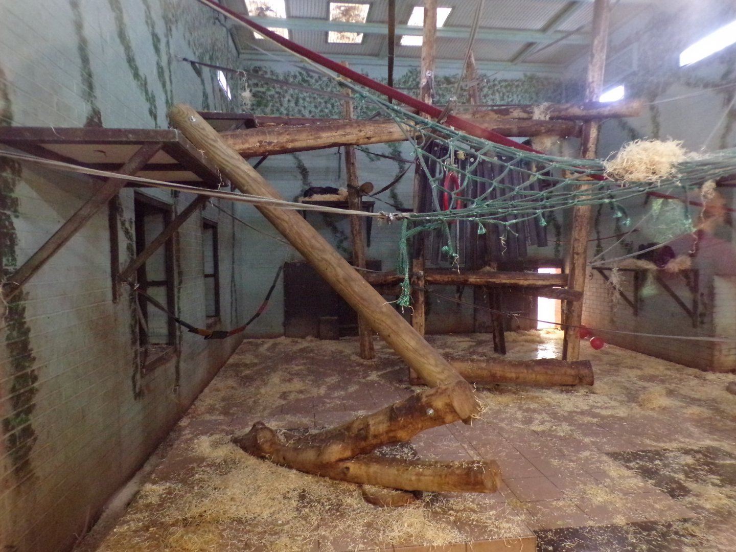 Bonobo indoors 7.7.24