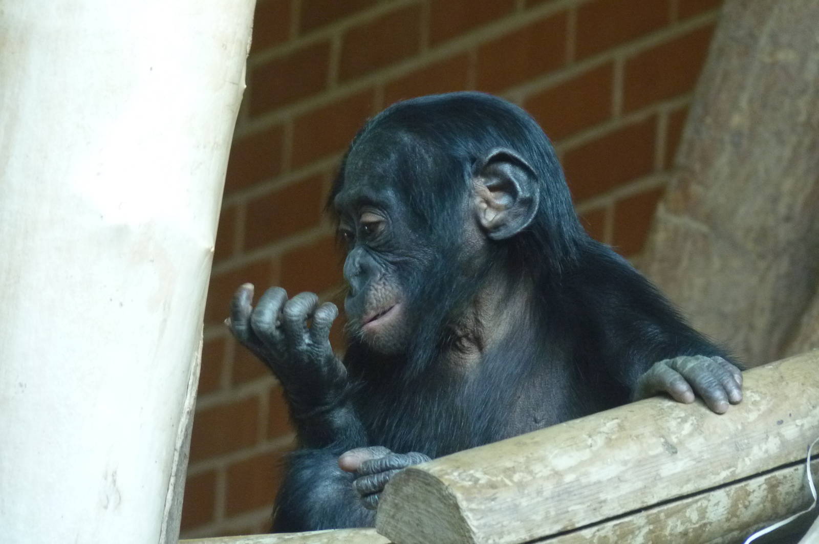 Bonobo infant, 17 October 2012
