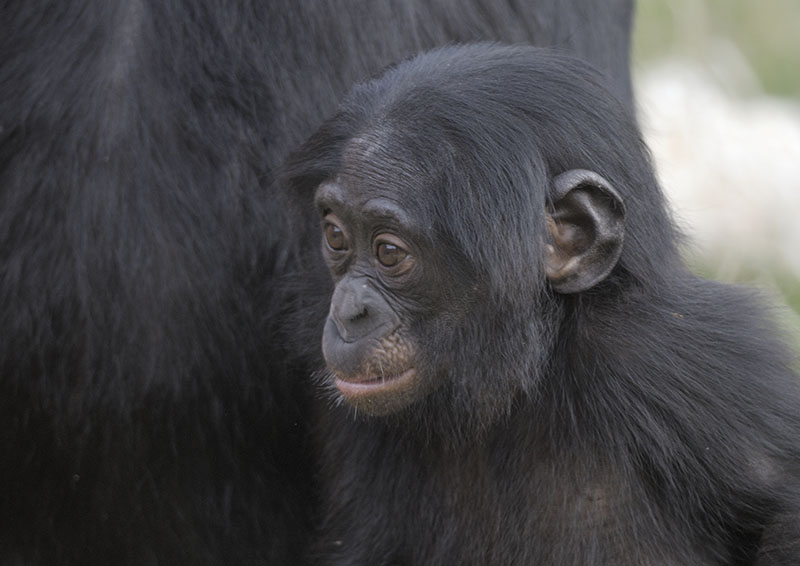Bonobo infant
