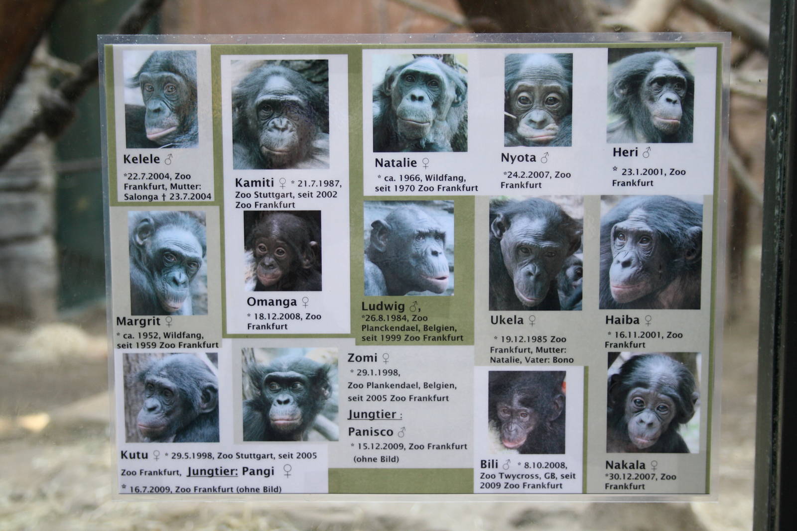 Bonobo info - 4 June 2010