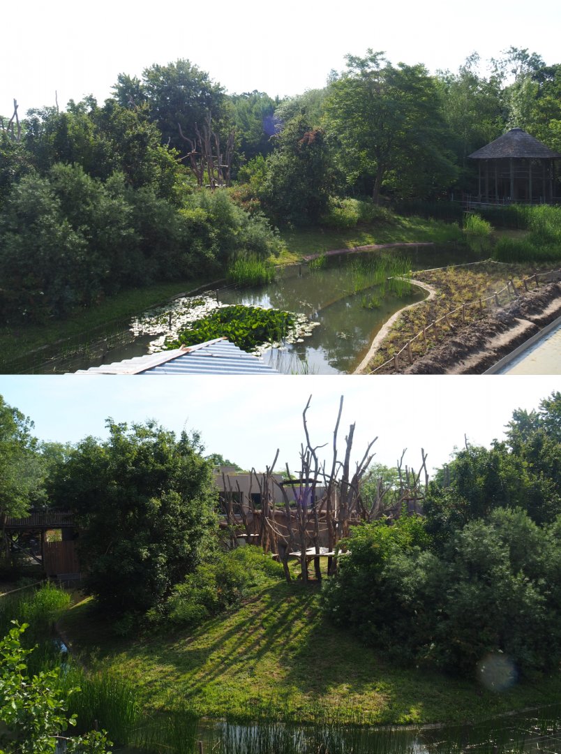 Bonobo island, 2020-06-12