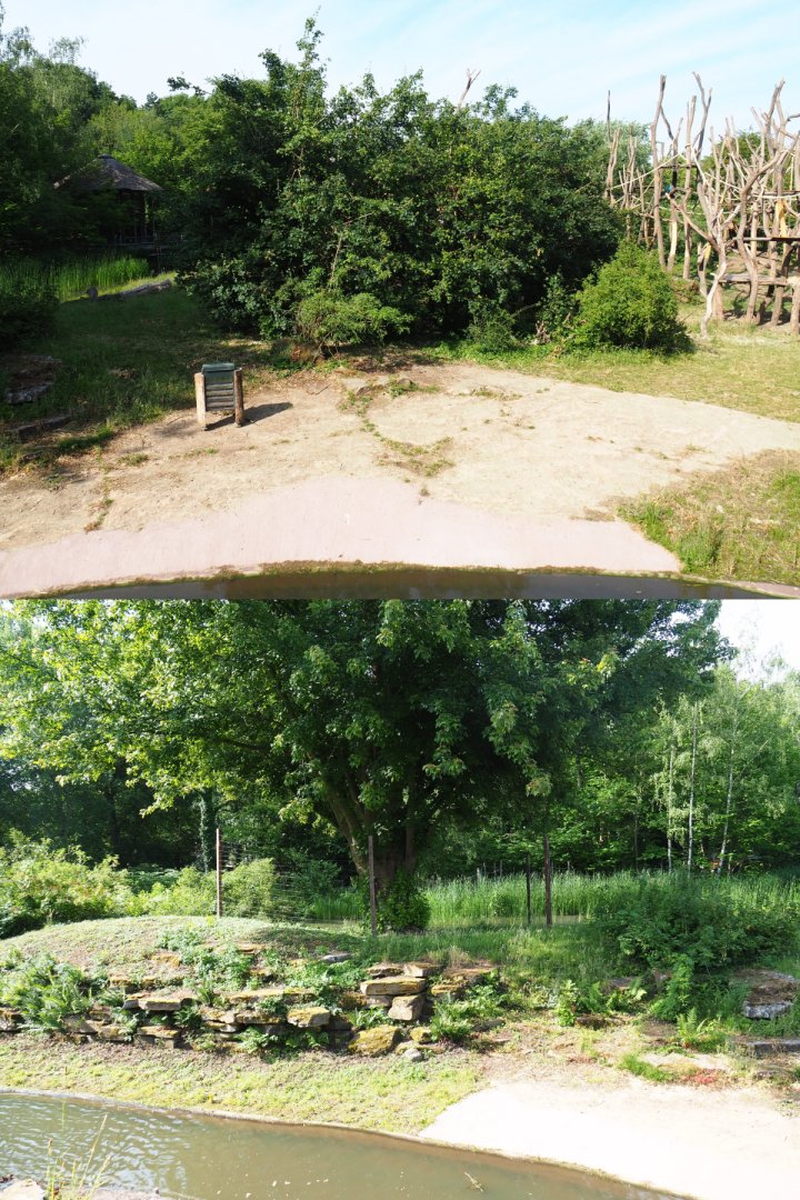 Bonobo island, 2020-06-12