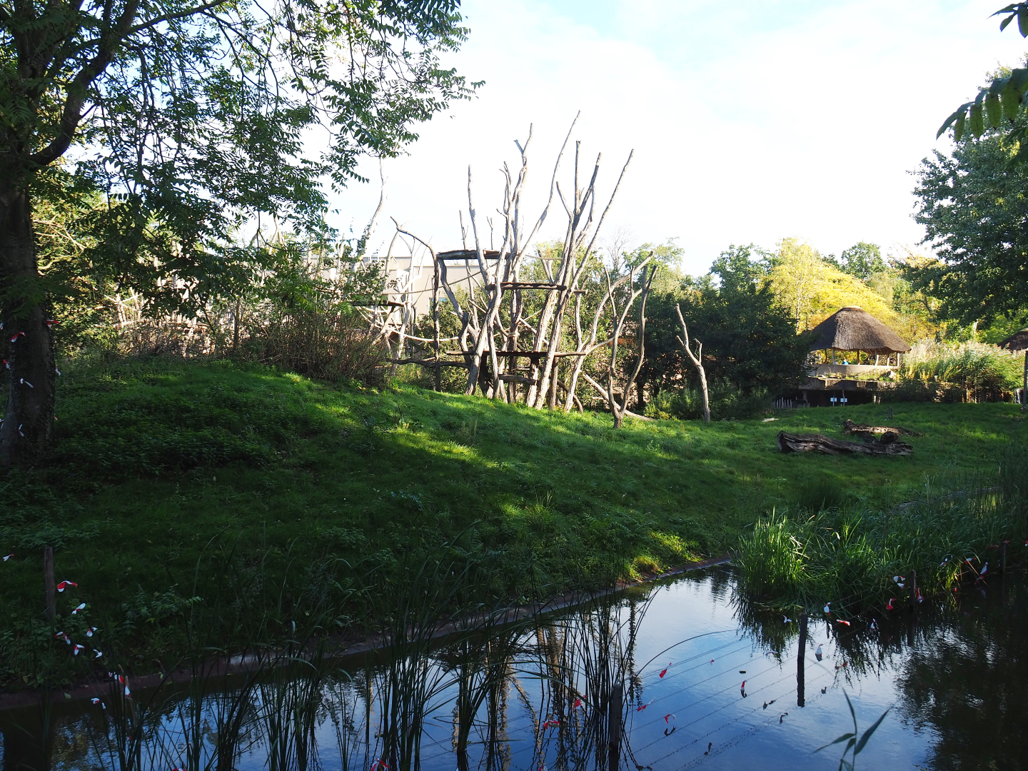 Bonobo island, 2020-10-10