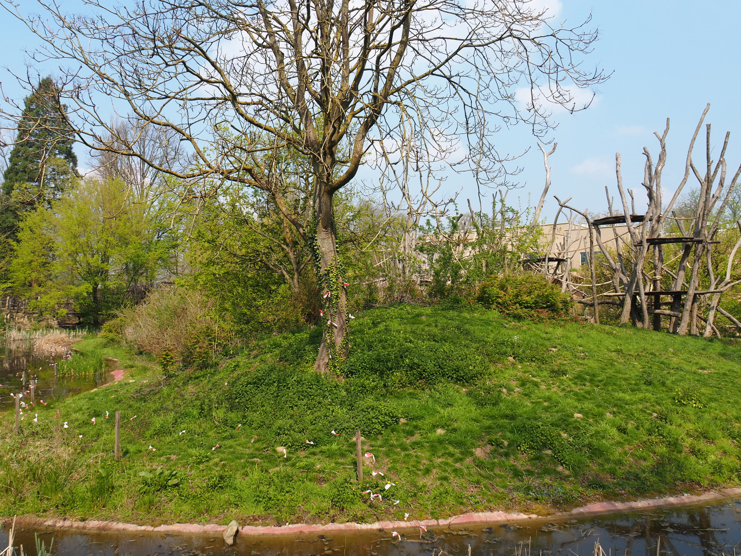 Bonobo island, 2021-04-21