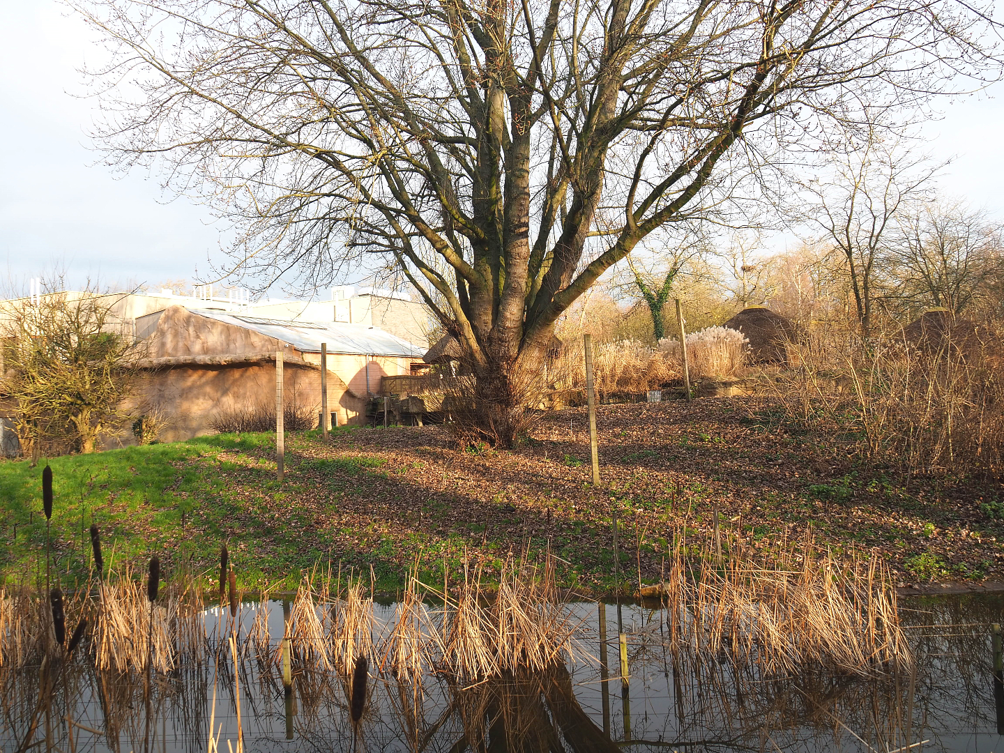 Bonobo island, 2022-01-02