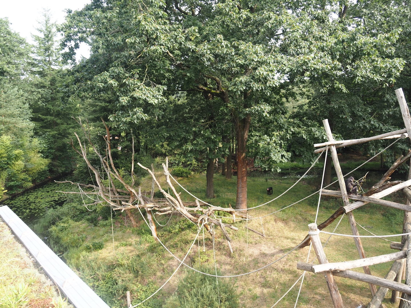 Bonobo island, 2024-08-18