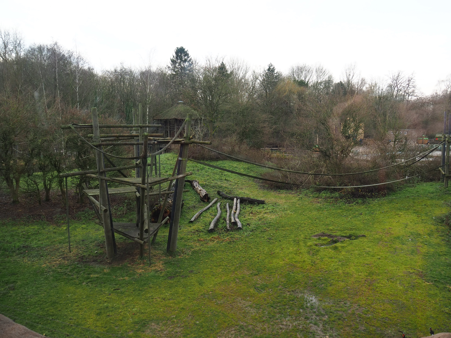 Bonobo island seen from the bonobo house, 2020-01-11