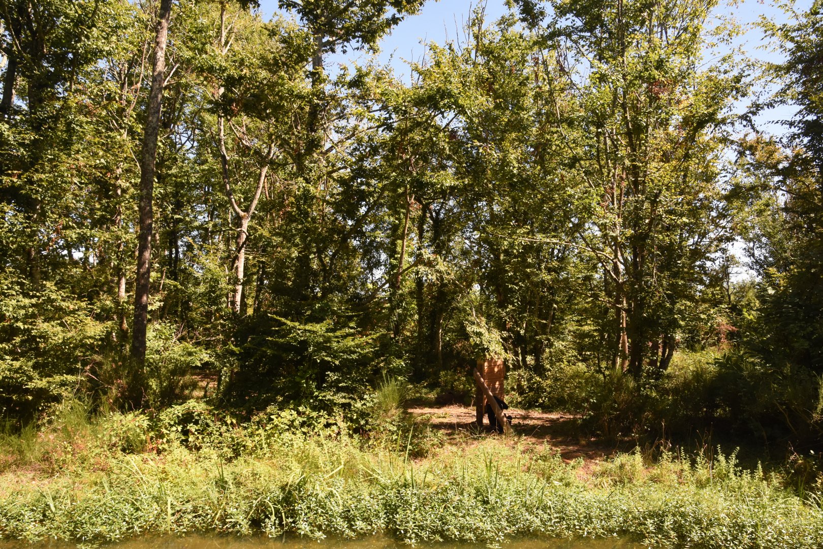 Bonobo island (small part)