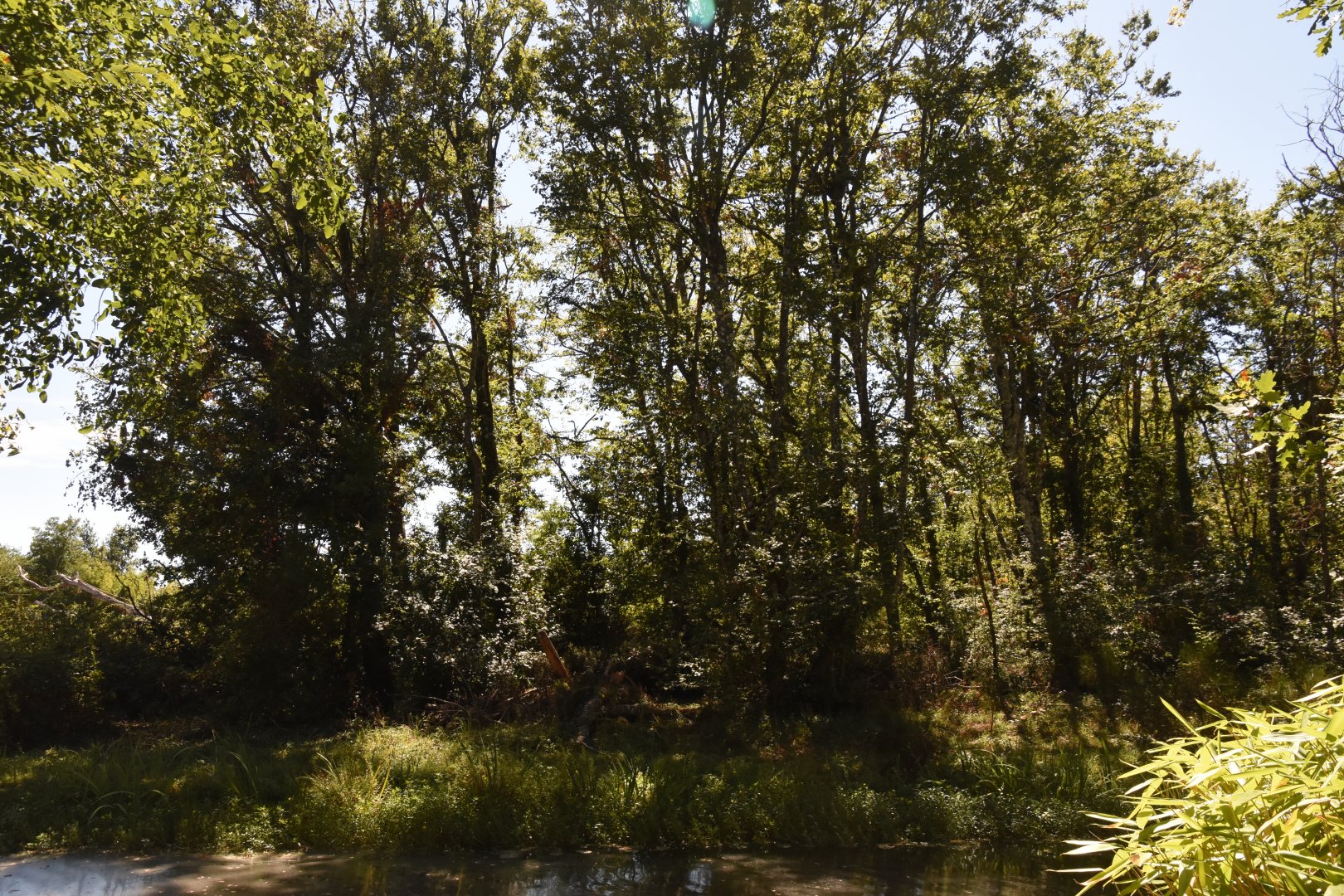 Bonobo island (small part