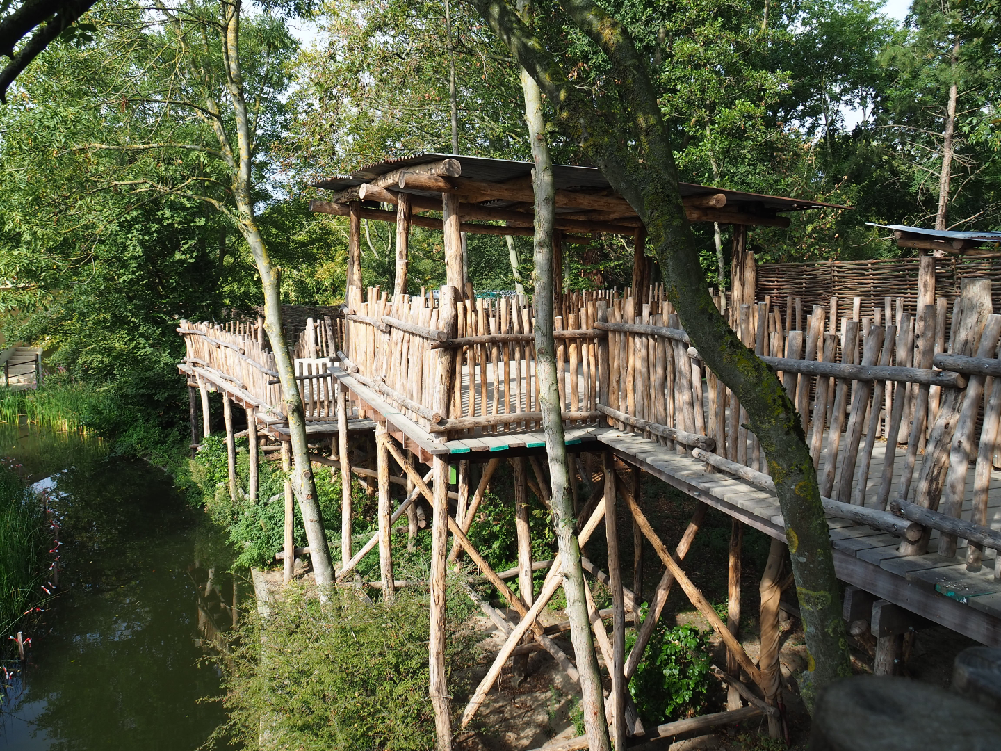 Bonobo island viewing area, 2020-08-15