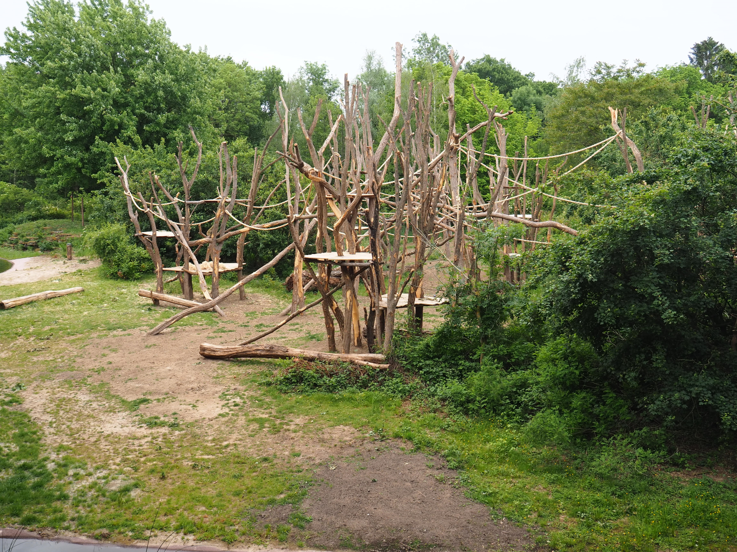 Bonobo island with new climbing structures, 2020-05-23