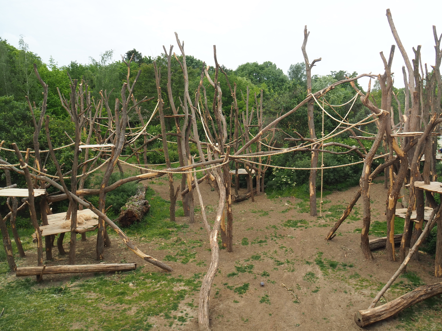 Bonobo island with new climbing structures, 2020-05-23