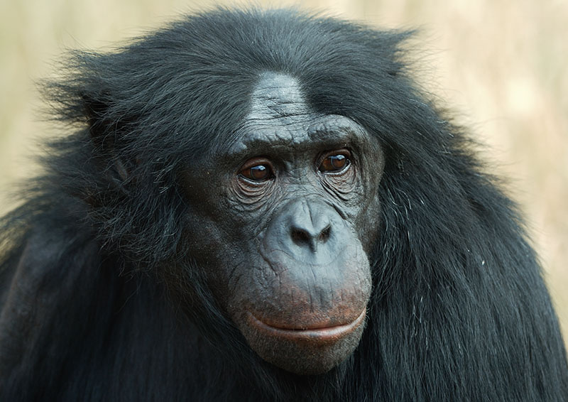 Bonobo Kakowet II 2006