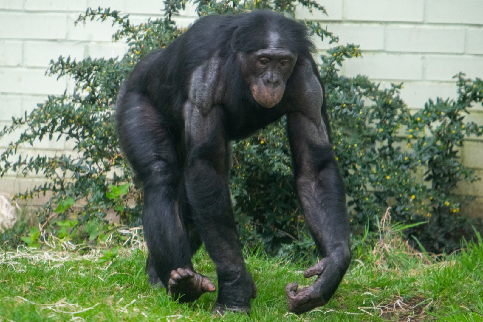 Bonobo - Keke - Twycross